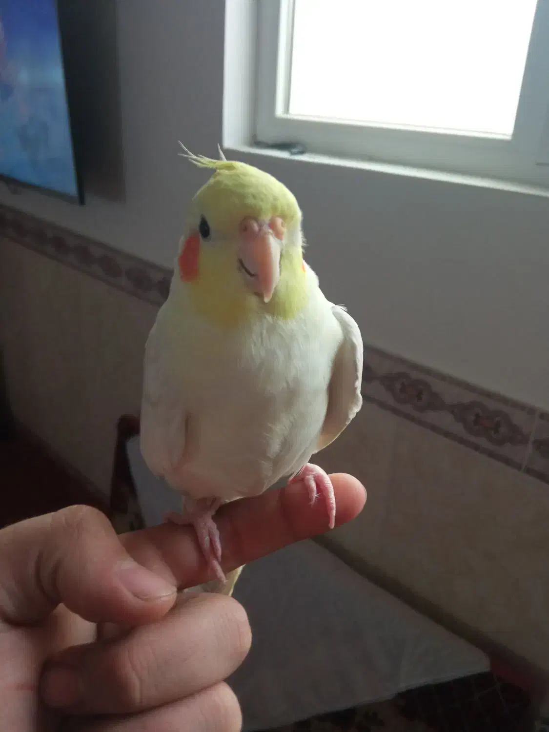 یک عروس هلندی نر بالغ جوان دستی و سخنگو|پرنده|شاهرود, |دیوار