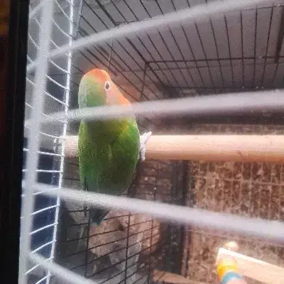 طوطی برزیلی|پرنده|باغ بهادران, |دیوار