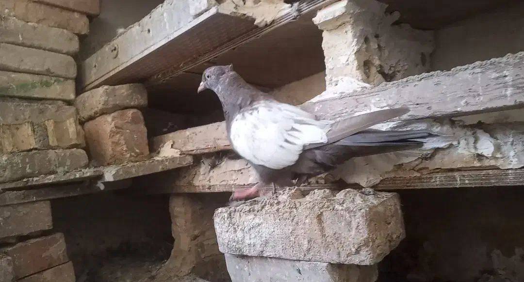 سینه ایی|پرنده|مسجد سلیمان, |دیوار