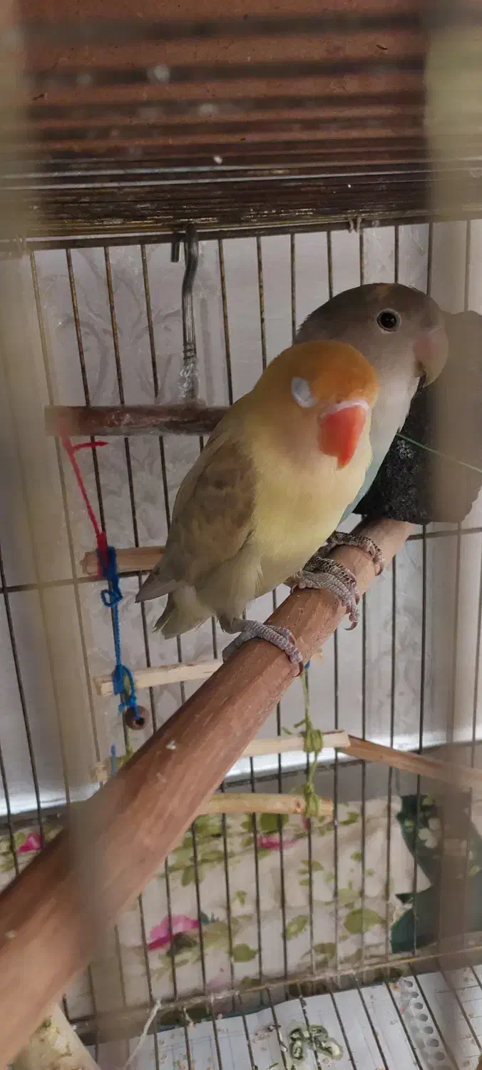 طوطی برزیلی جفت|پرنده|ری, فیروزآبادی|دیوار