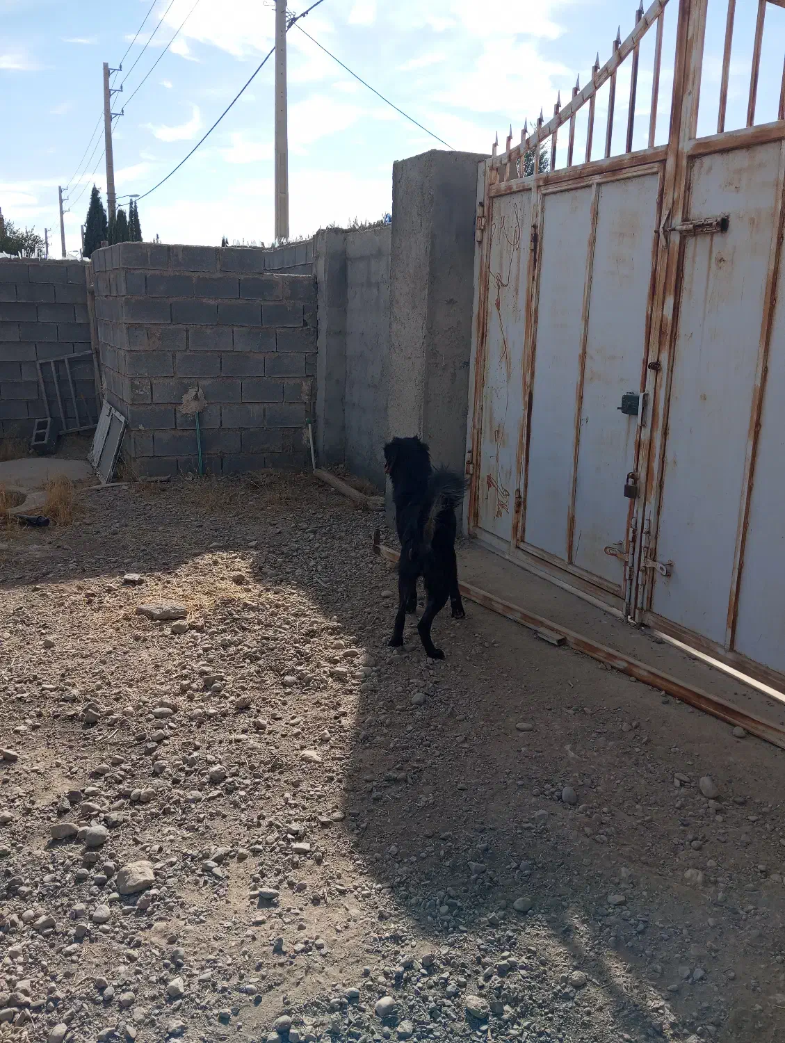 سگ نگهبان|سگ|سروستان, |دیوار