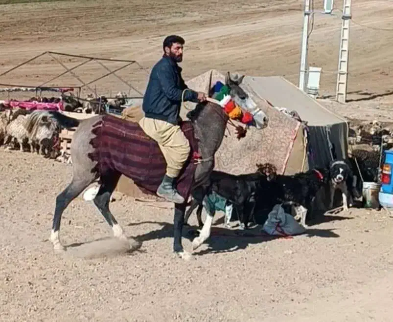 گم شده|اسب و تجهیزات اسب‌سواری|خرم‌آباد, |دیوار