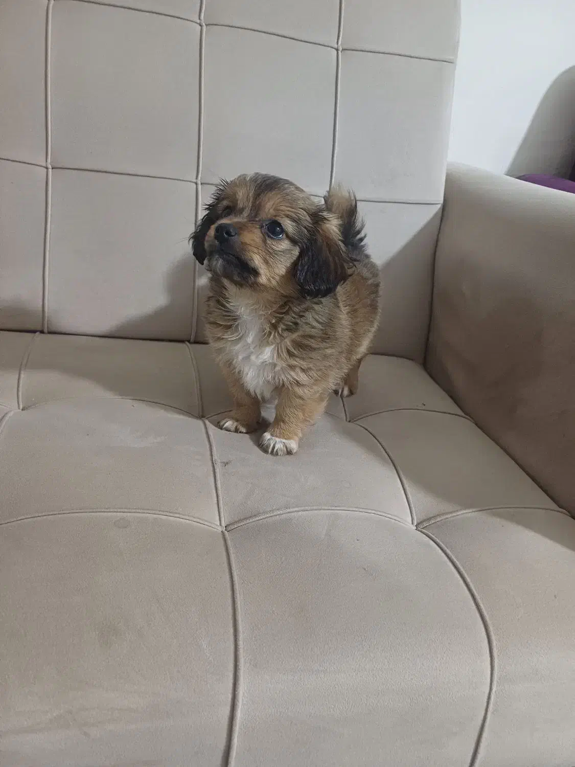 توله اشتیز|سگ|شیراز, شهرک بهار|دیوار