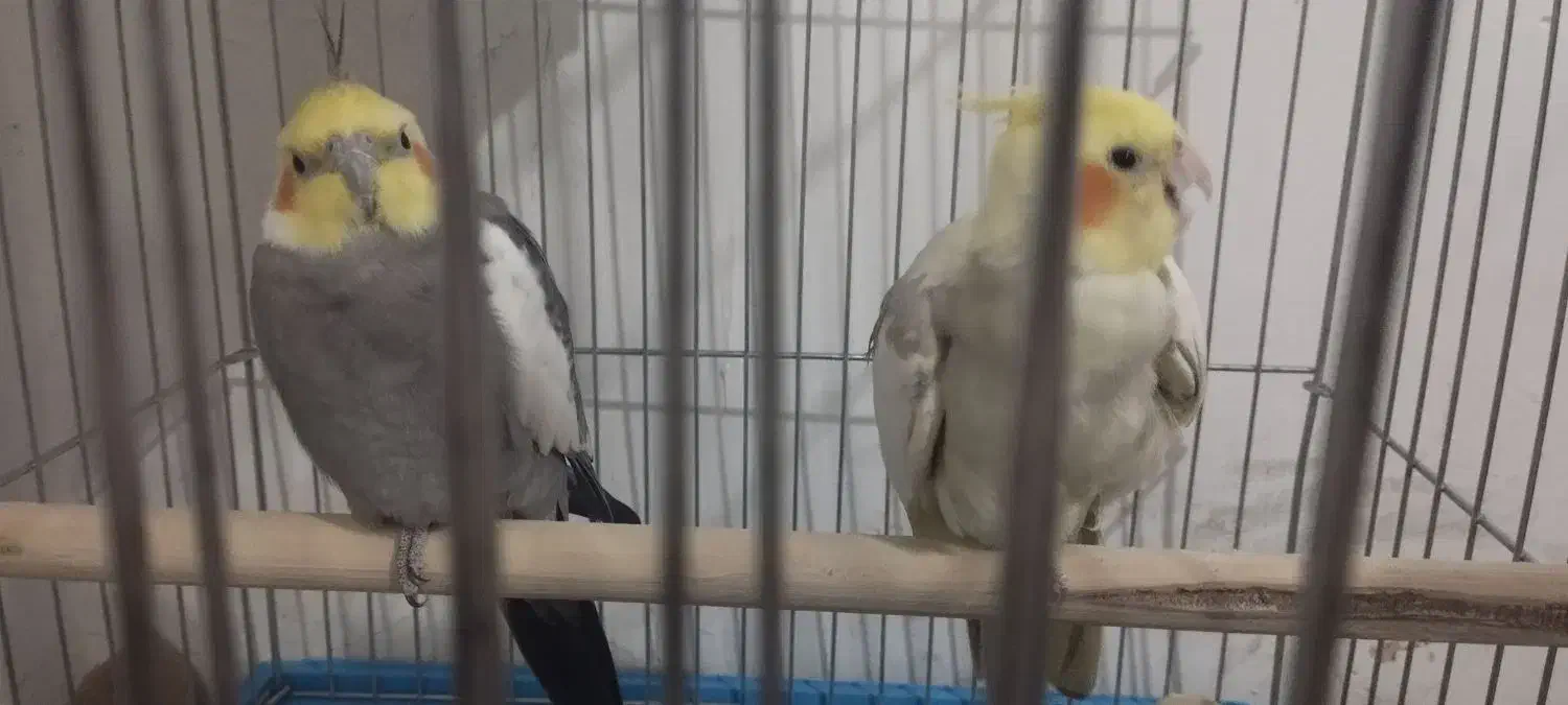 عروس هلندی|پرنده|اسلامآباد غرب, |دیوار