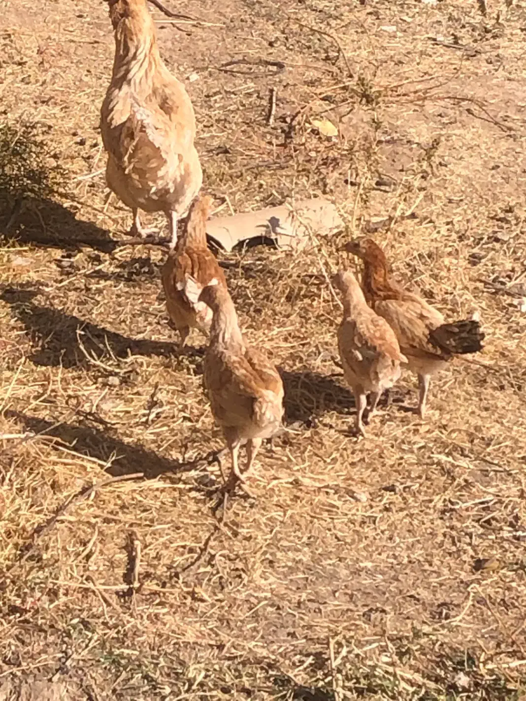 جوجه مرغ سرحال بشرط|حیوانات مزرعه|باخزر, |دیوار