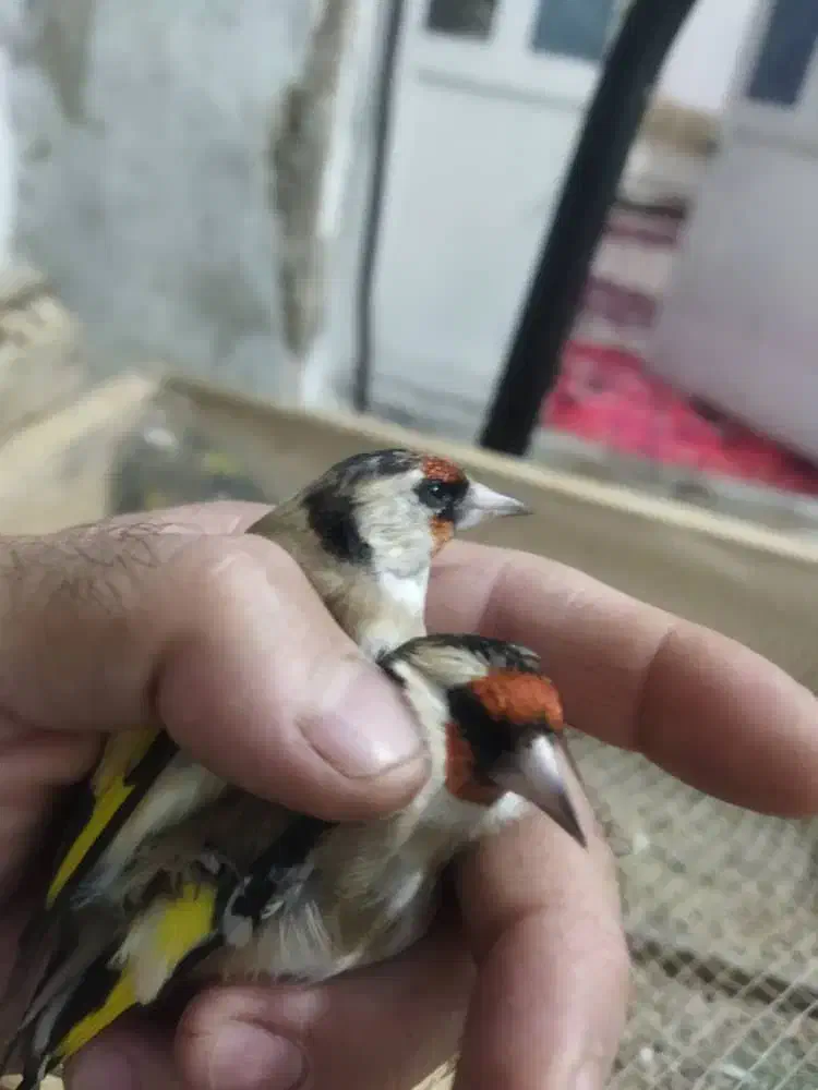 سهره کرمونی وسرسیاه نیم گلی|پرنده|شیراز, شهرک استقلال|دیوار