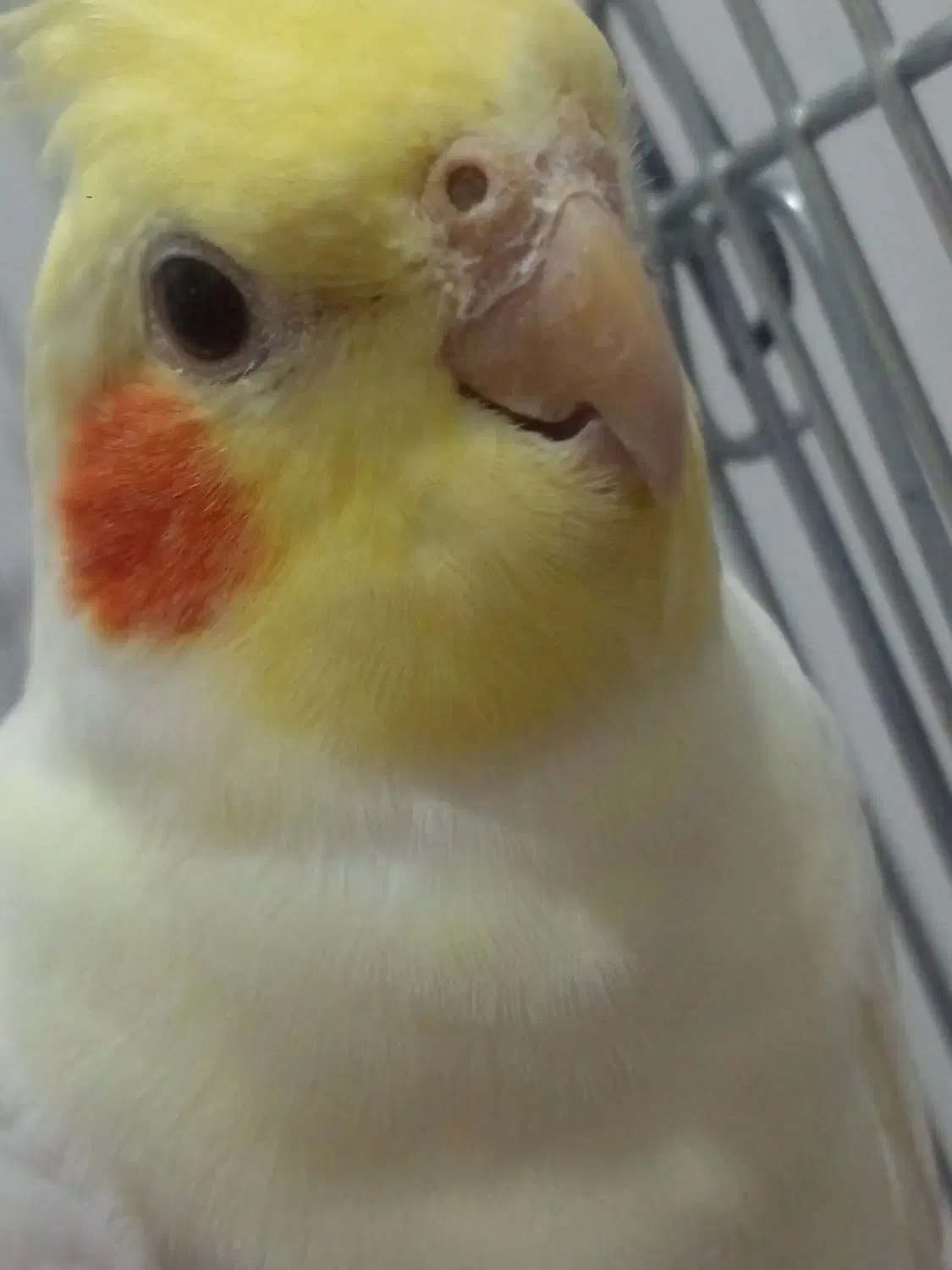 عروس هلندی|پرنده|گیان, |دیوار