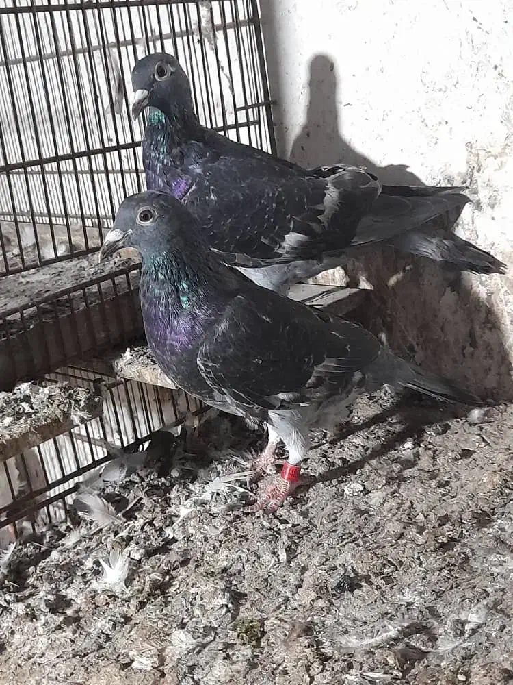 جوجه جوانه سه پری جان آردن خط خون خالص|پرنده|بهنمیر, |دیوار