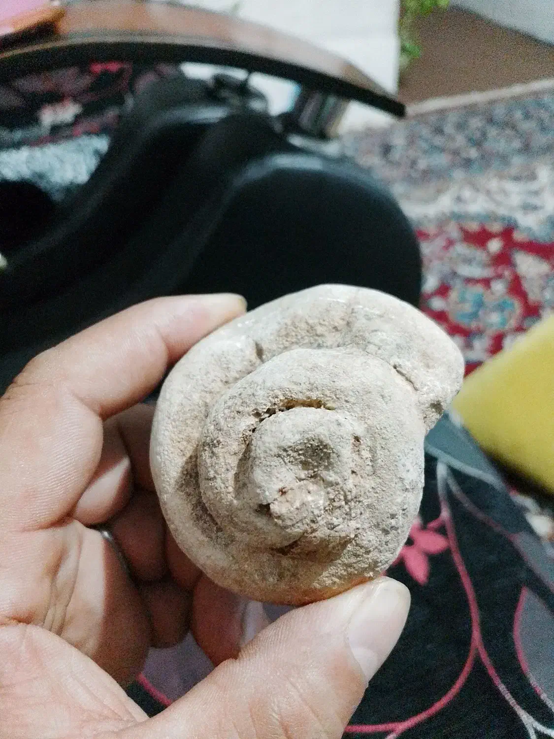 فسیل حلزون|کلکسیون اشیاء عتیقه|شیراز, کوشک میدان|دیوار