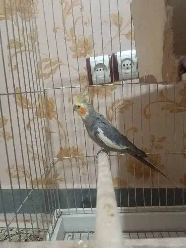 عروس هلندی و طوطی گرینچیک|پرنده|قرچک, مهدیه|دیوار