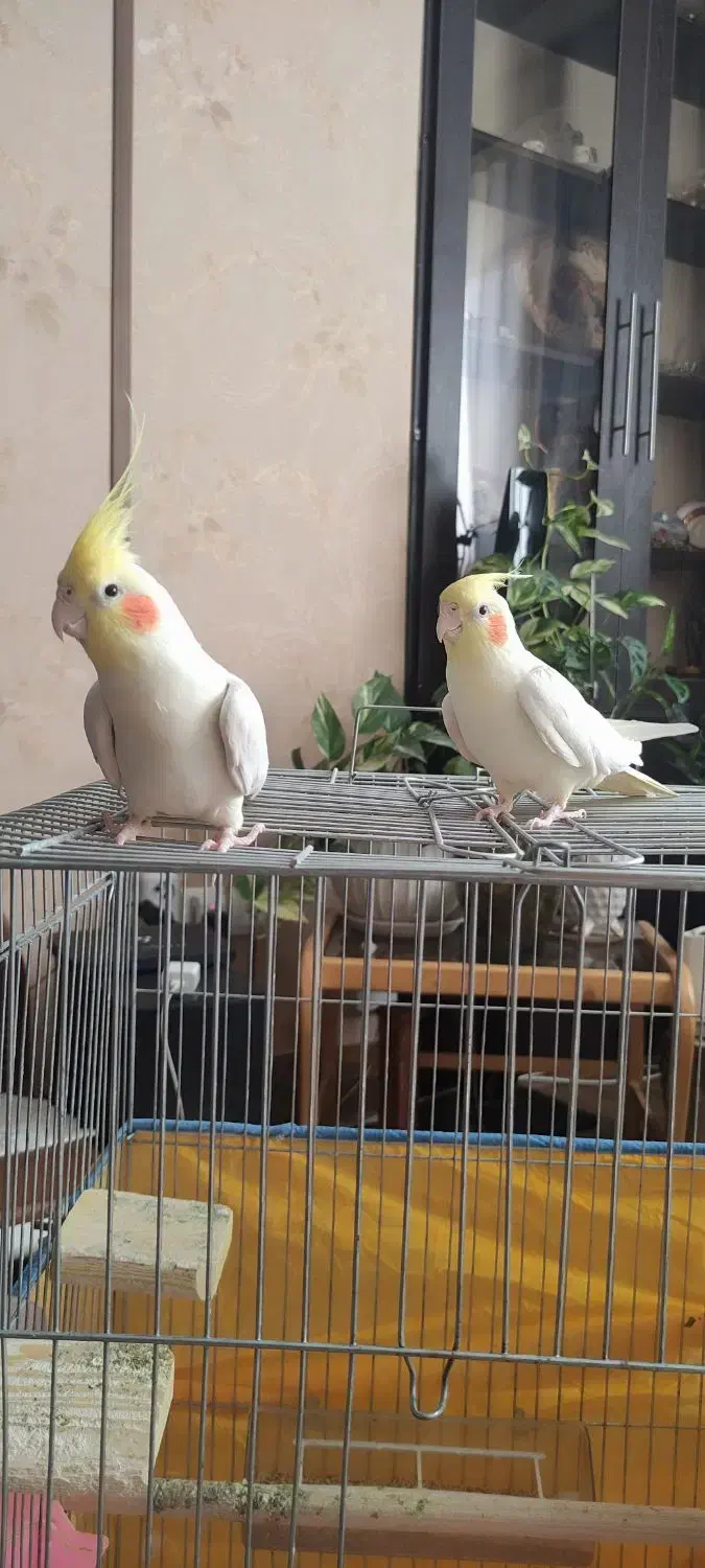 فروش یک جفت عروس هلندی|پرنده|شیراز, فرهنگ شهر|دیوار