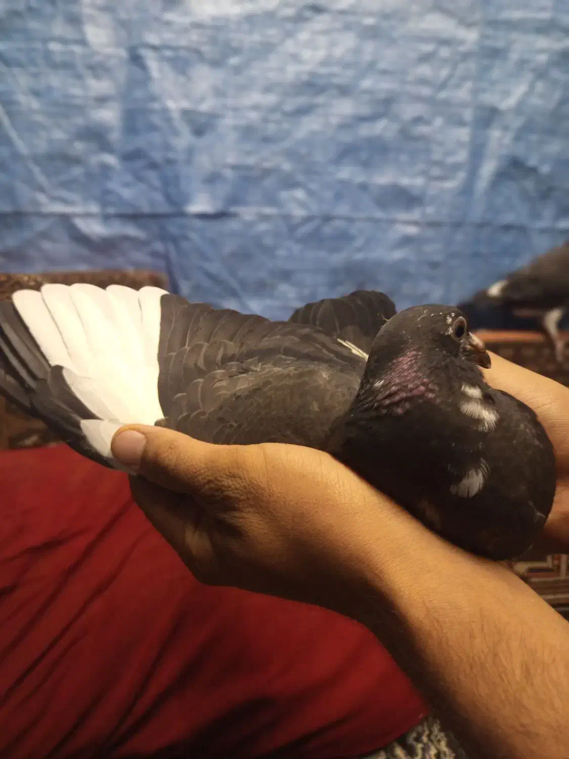 جوجه جان اردن|پرنده|دلند, |دیوار