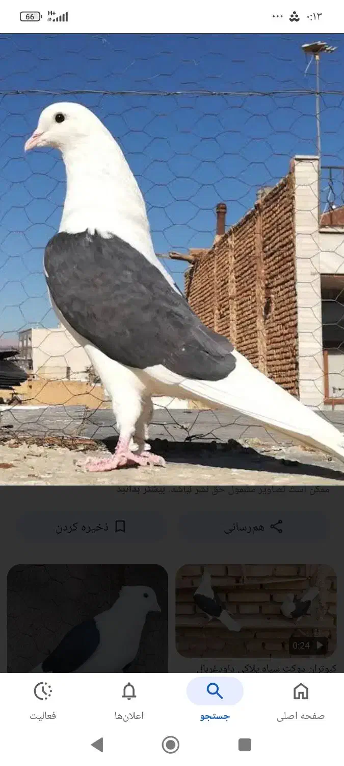 کبوتر|پرنده|خزل, |دیوار