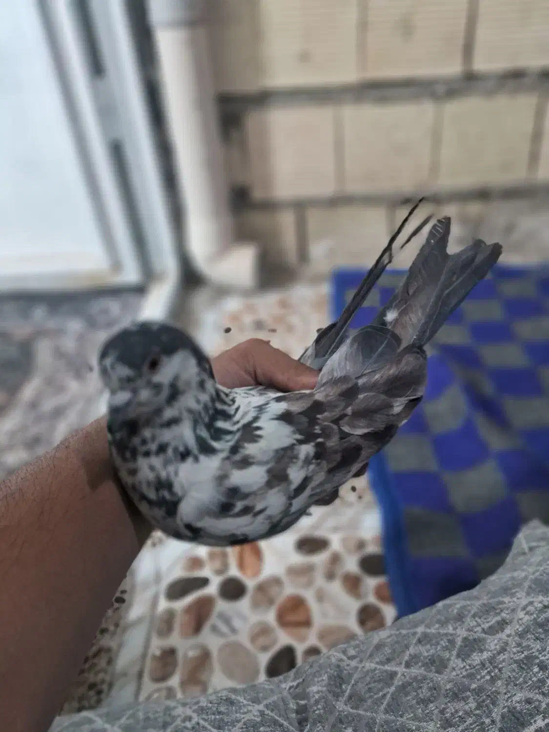 کبوتر گم شده|پرنده|کوهدشت, |دیوار