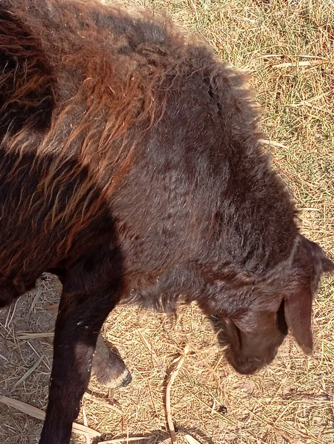 قوچ 25میلیون|حیوانات مزرعه|ماهنشان, |دیوار