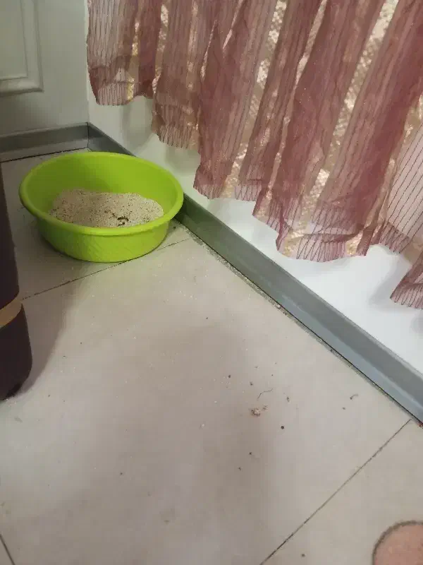 وسایل زندگی حیوون خانگی زیر قیمت|لوازم جانبی حیوانات|مشهد, امیریه|دیوار