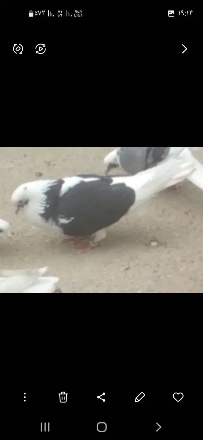 کفتر گمشده|حیوانات|نهاوند, |دیوار