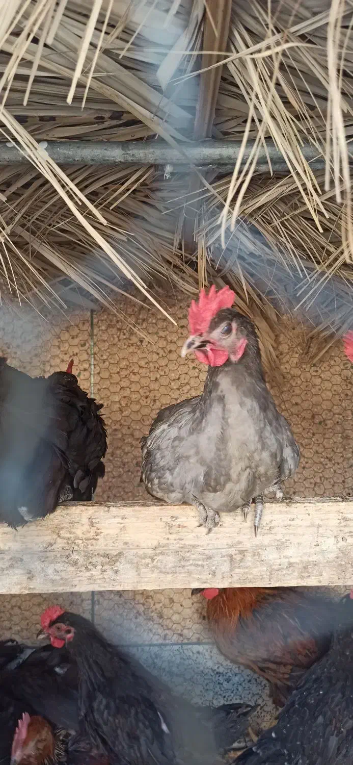 مرغ تخم گذار محلی و جوجه خروس محلی|حیوانات مزرعه|لار, |دیوار