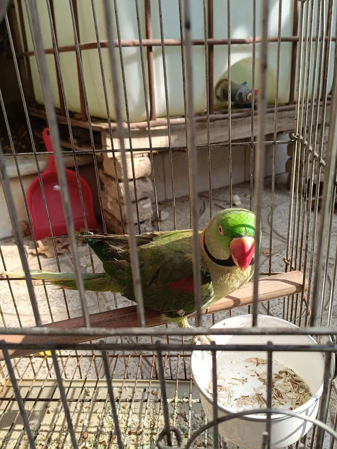 شاه طوطی نر|پرنده|فردوسیه, |دیوار