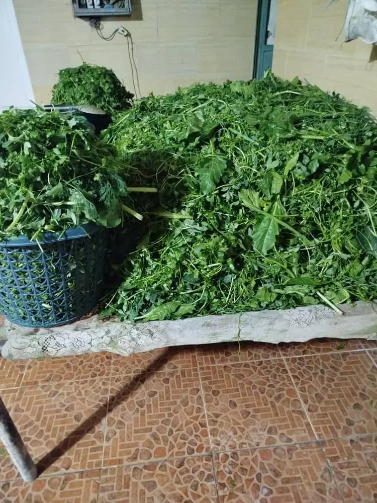 سفارش سبزی پذیرفته میشود بمناسبت ترین قیمت|خوردنی و آشامیدنی|رامهرمز, |دیوار