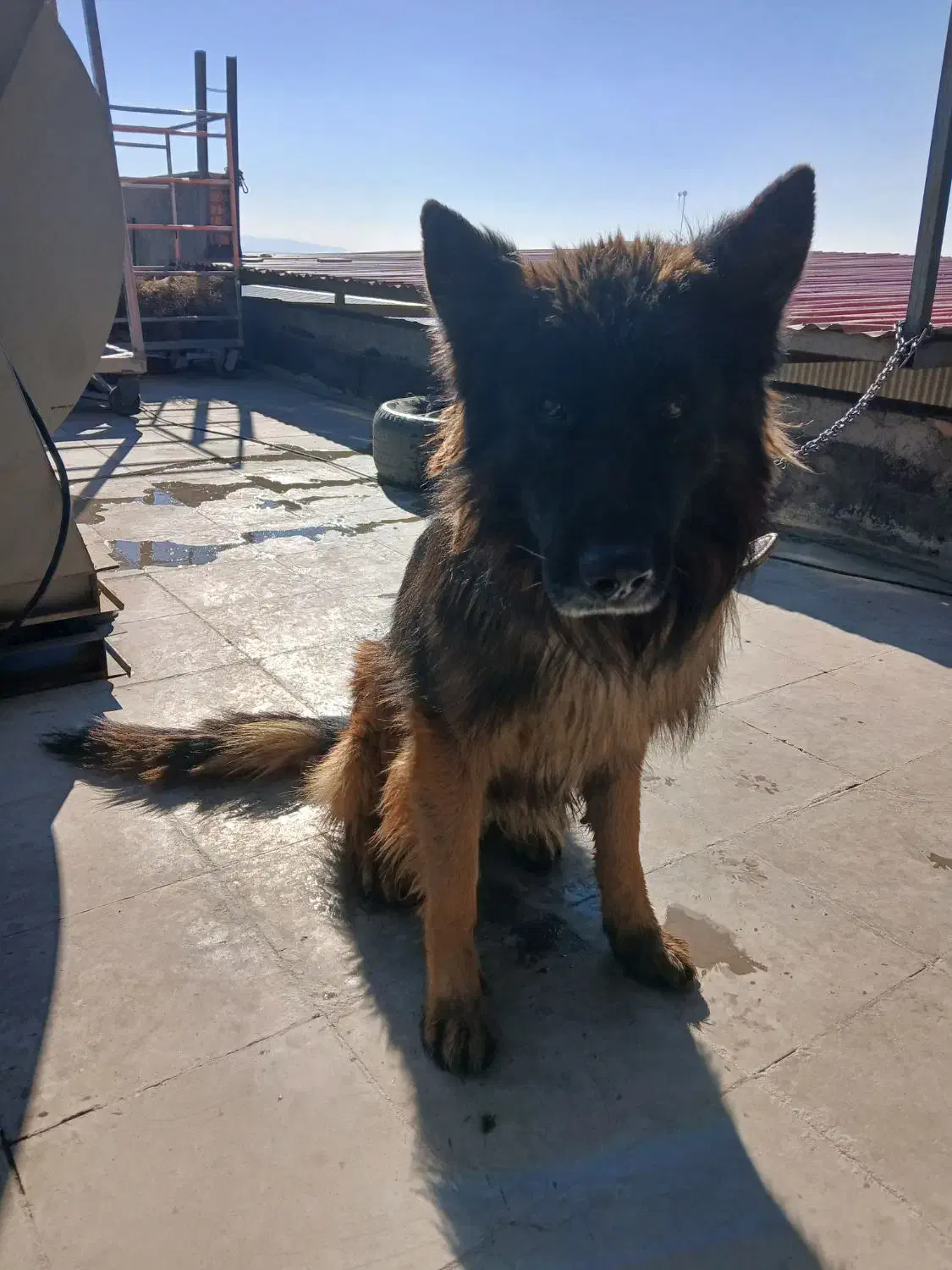 سگ ژرمن|سگ|رباط‌کریم, شهرک صنعتی نصیرآباد|دیوار