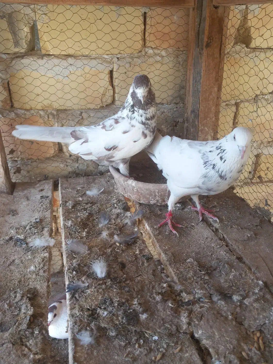 پرنده|پرنده|آران و بیدگل, |دیوار