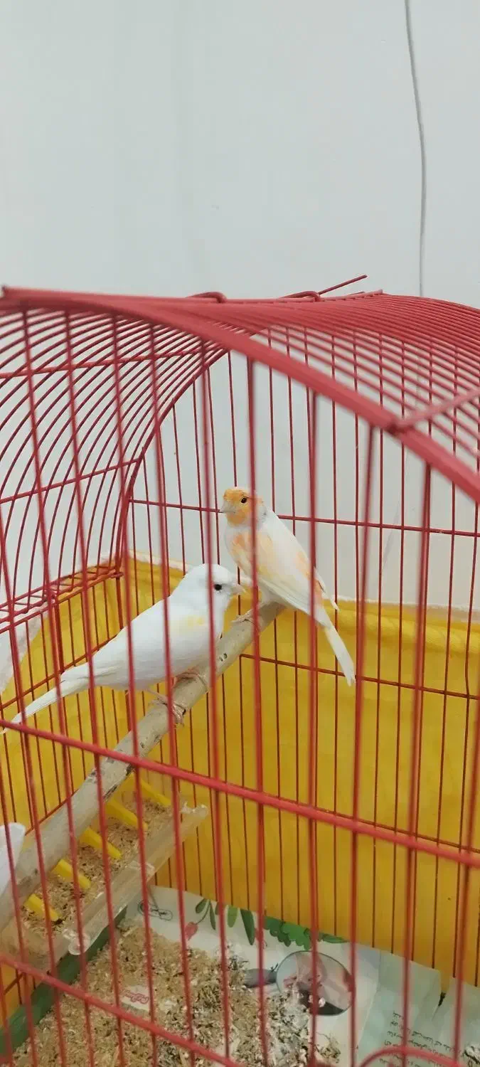 جفت قناری|پرنده|اردبیل, |دیوار