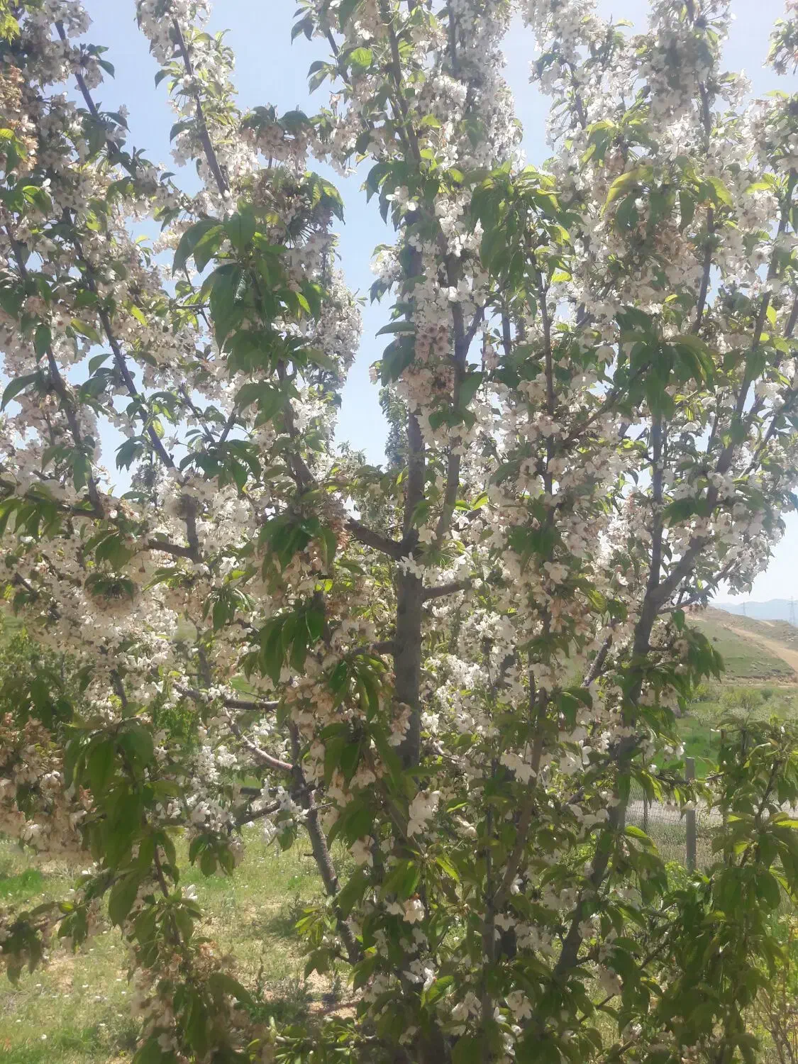 میفروشم|کارت هدیه و تخفیف|سقز, |دیوار