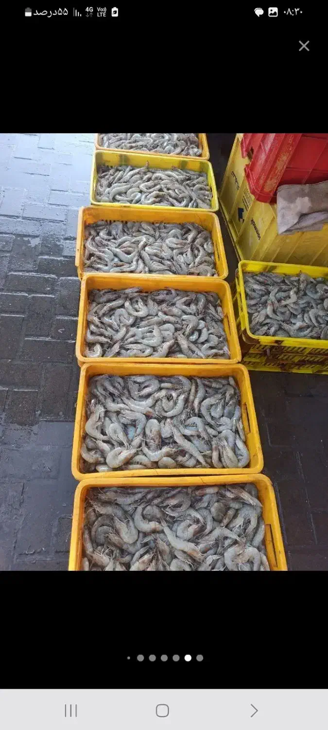 ماهی میگو دریایی|ماهی|تهران, تهرانپارس جنوبی|دیوار