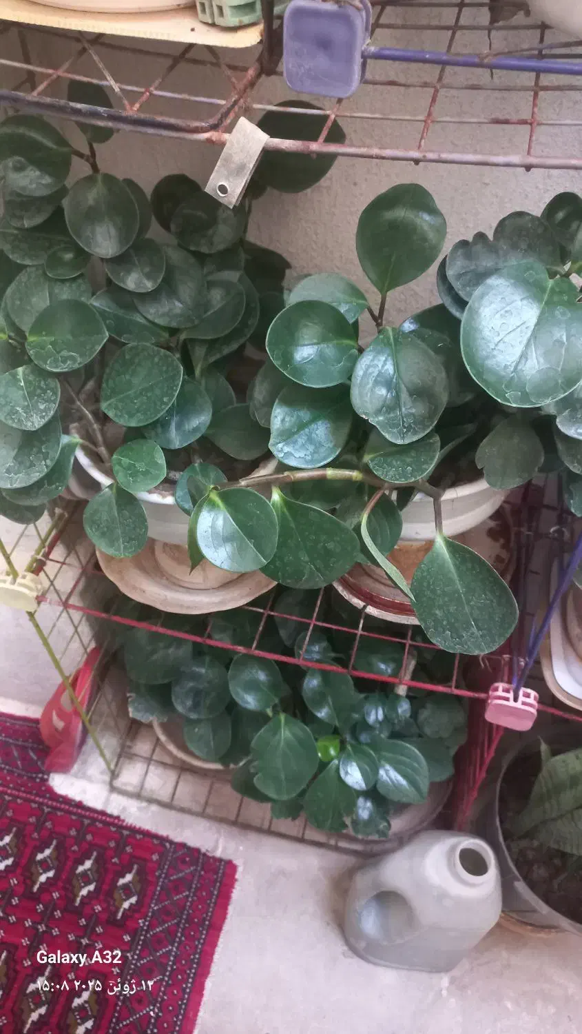 گل طبیعی|گل و گیاه طبیعی|صدرا-فارس, فاز ۲|دیوار