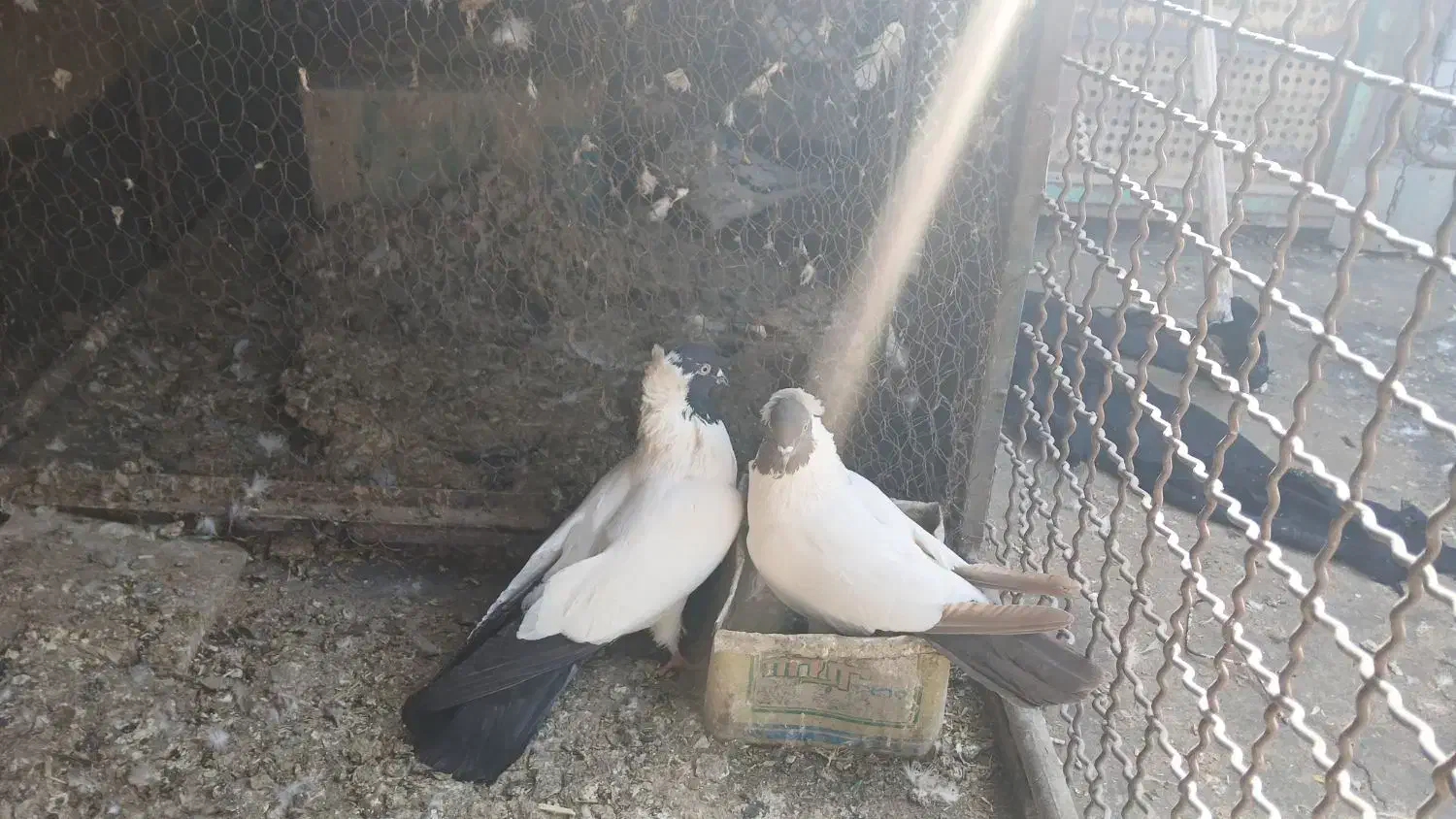 کبوتر|پرنده|نیشابور, شهرک ولیعصر|دیوار