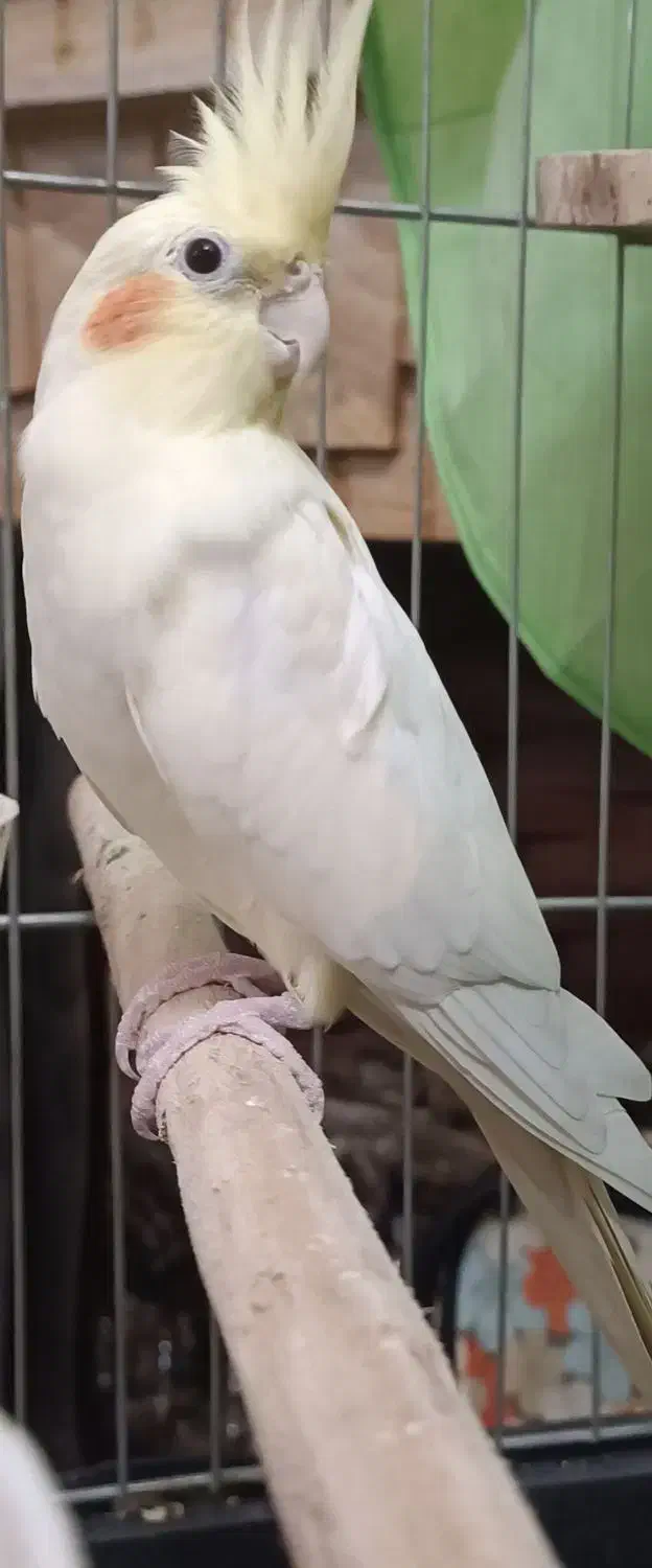 عروس هلندی لوتینو ماده|پرنده|گرگان, |دیوار