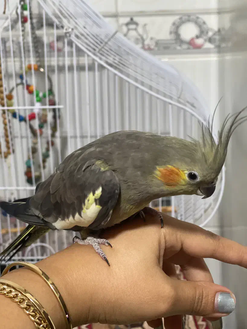 طوطی عروس رام|پرنده|رشت, گیل|دیوار