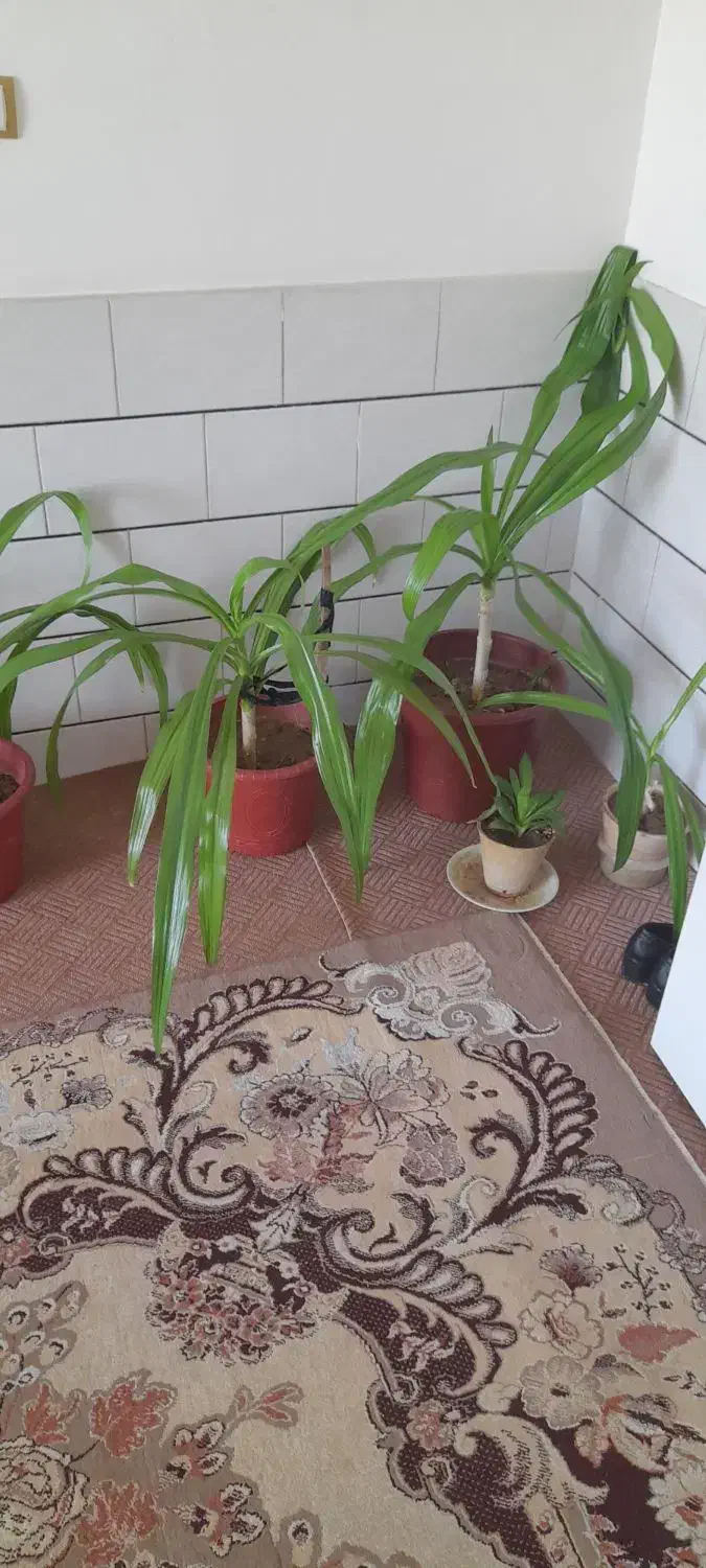 فروش گل|گل و گیاه طبیعی|مبارکه, |دیوار