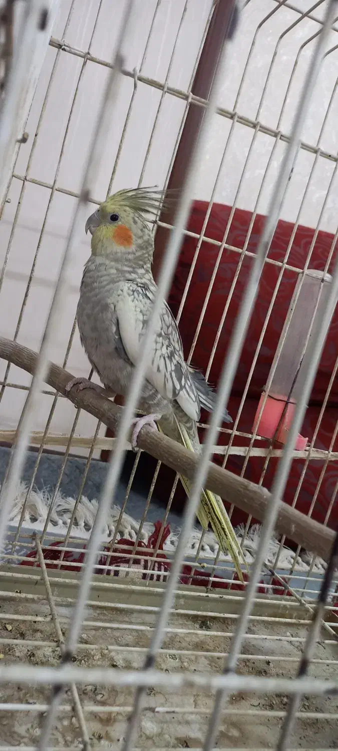 یک جفت عروس هلندی|پرنده|خمینی‌شهر, |دیوار