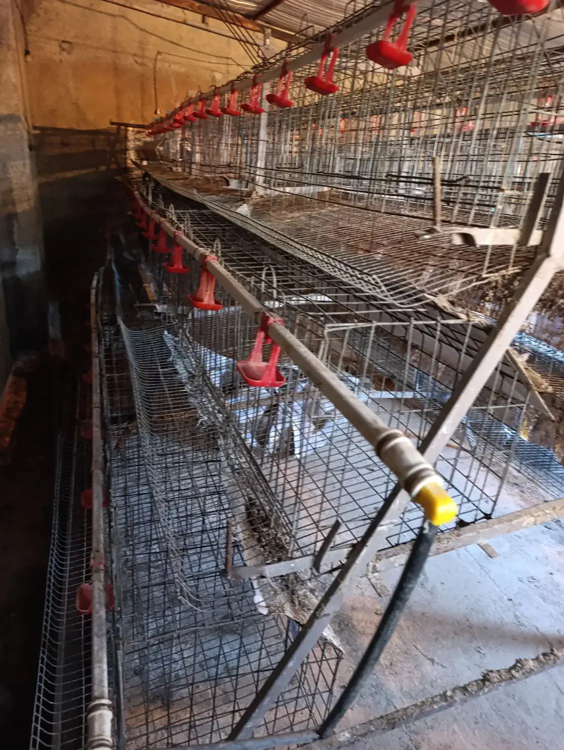 قفس مرغ تخمگزار|لوازم جانبی حیوانات|گهواره, |دیوار