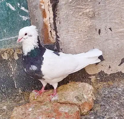 طوقی|پرنده|سقز, |دیوار