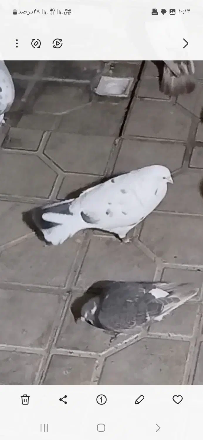 گلی تهرانی|حیوانات|شیراز, شریفآباد|دیوار