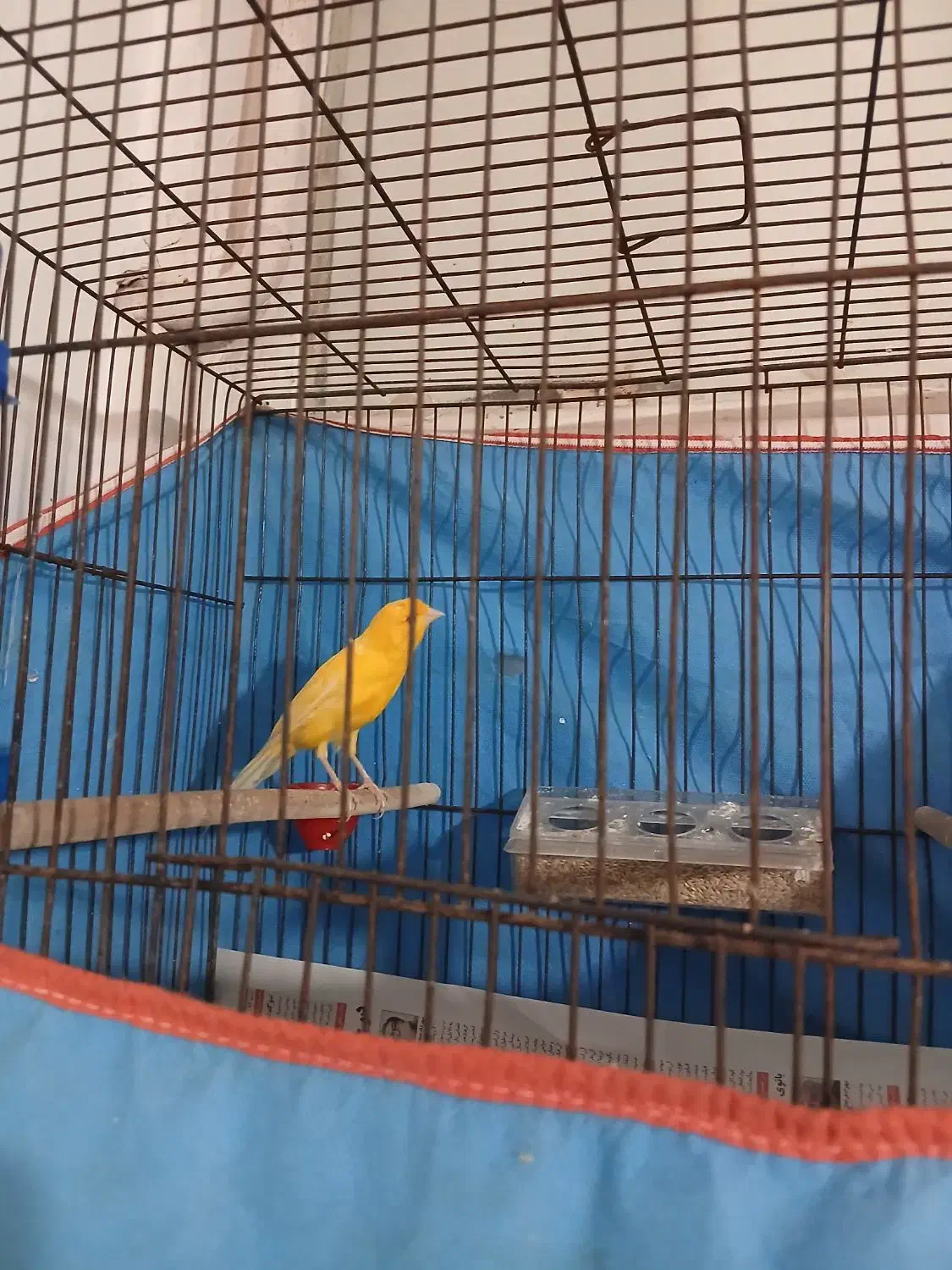 قناری نر بخوان|پرنده|اقبالیه, |دیوار