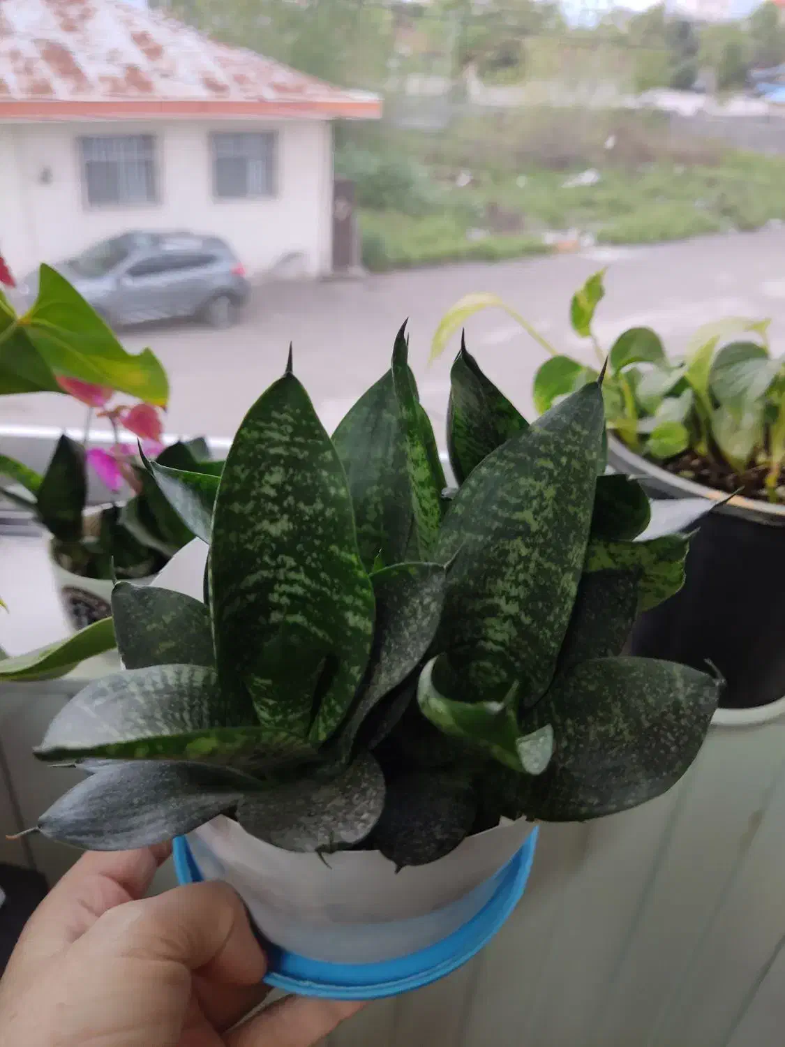 پاجوشسانسوریاتعدادبالا|گل و گیاه طبیعی|بندر انزلی, آذربایجان|دیوار