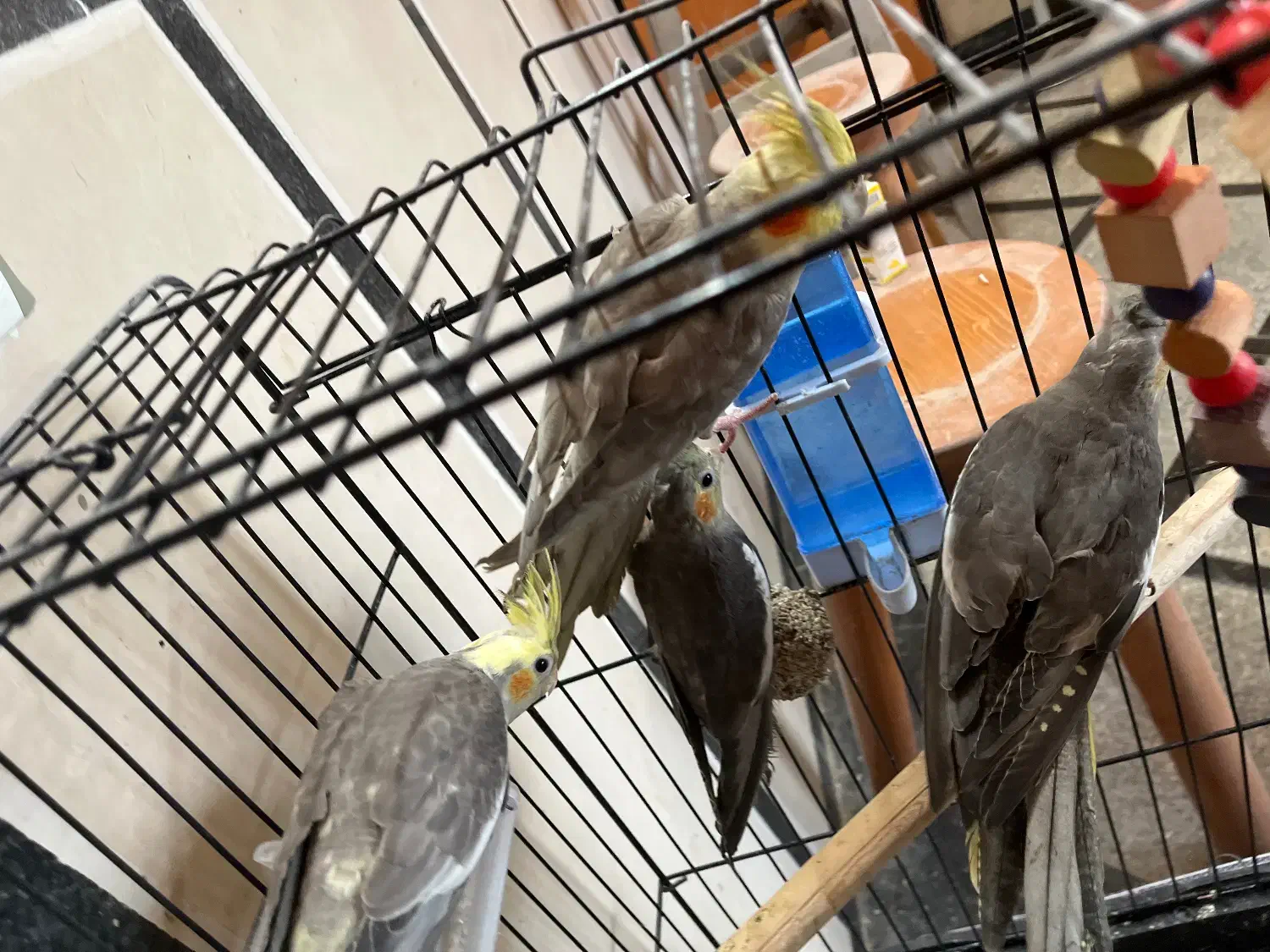 طوطی عروس مولد|پرنده|قائم‌شهر, |دیوار