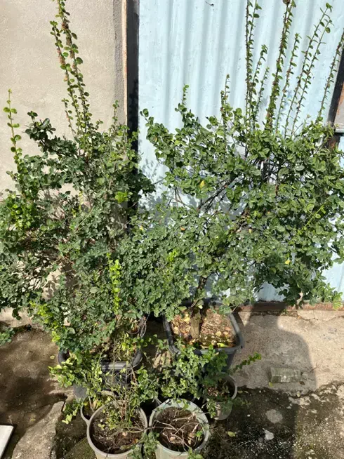 تعدادی گل بیرونی گلدانی ریشه دار سالم قیمت مناسب|گل و گیاه طبیعی|رامسر, |دیوار