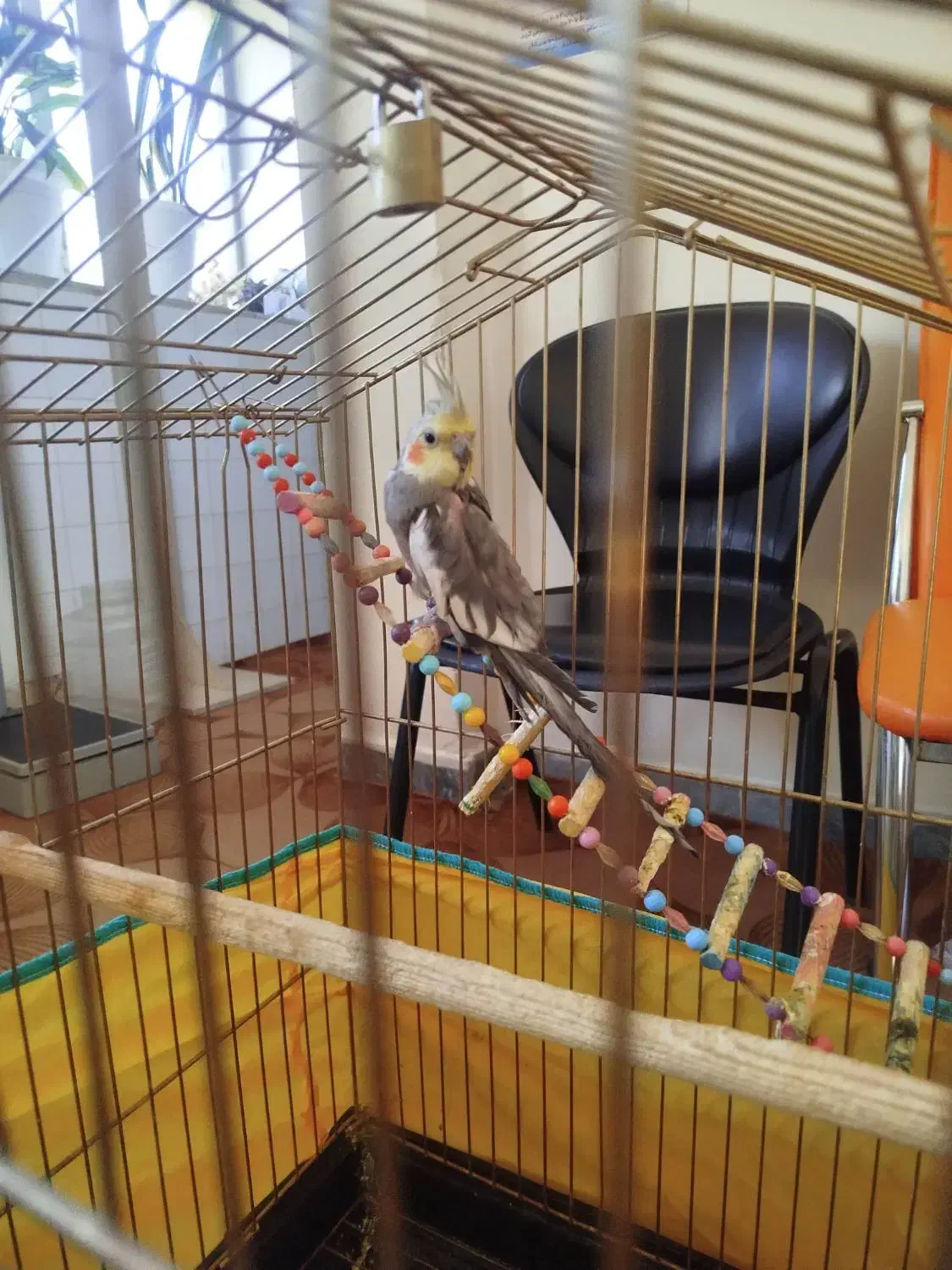 عروس هلندی نر|پرنده|کنگاور, |دیوار