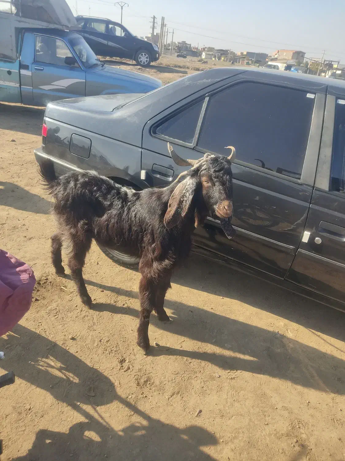 نر بز|حیوانات مزرعه|فاضل آباد, |دیوار