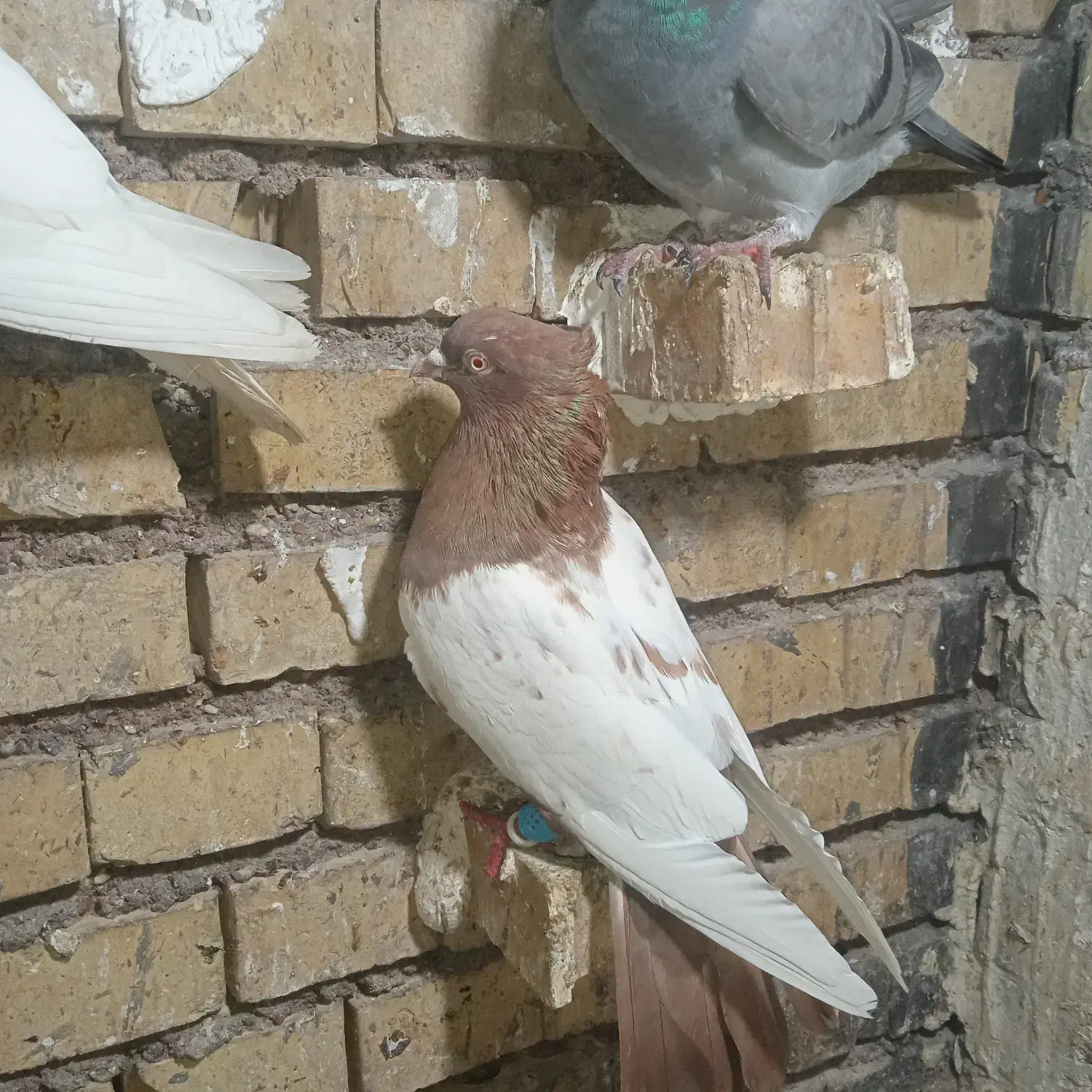 سینه سورخ|پرنده|گتوند, |دیوار