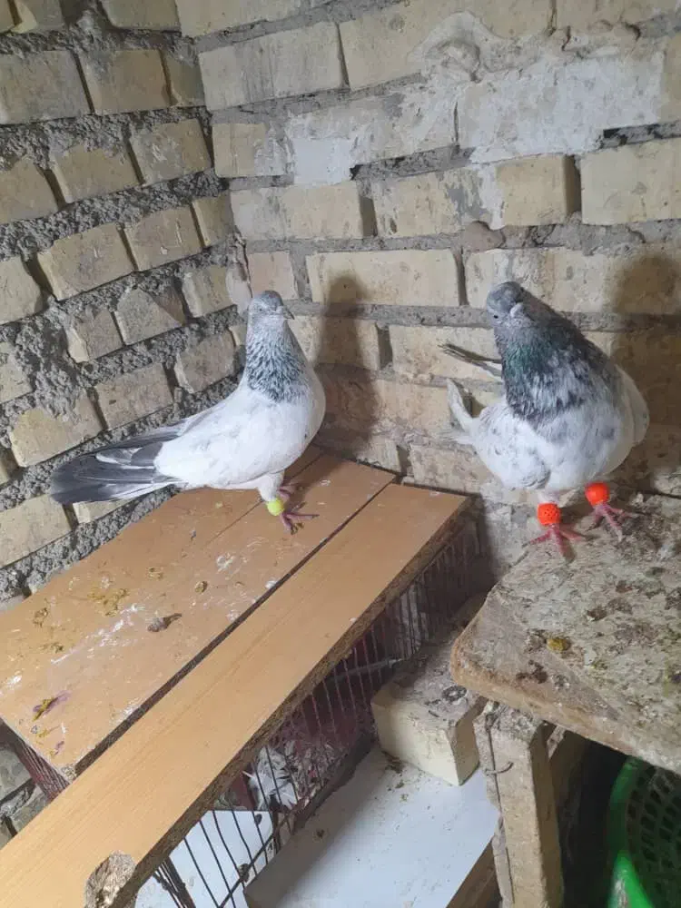 شیخی وپلاکی|پرنده|رامشیر, |دیوار