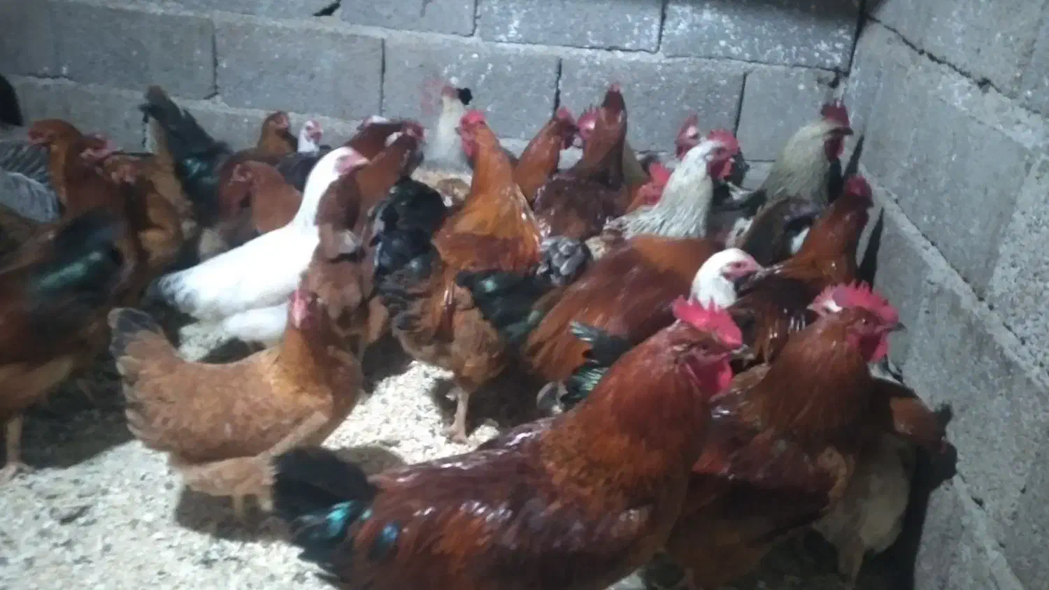 مرغ و خروس محلی|حیوانات مزرعه|دالخانی, |دیوار