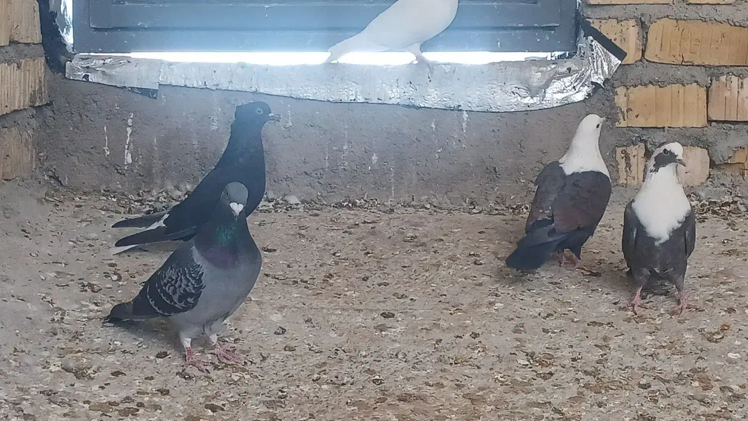 پلاکی|پرنده|شیراز, گویم|دیوار