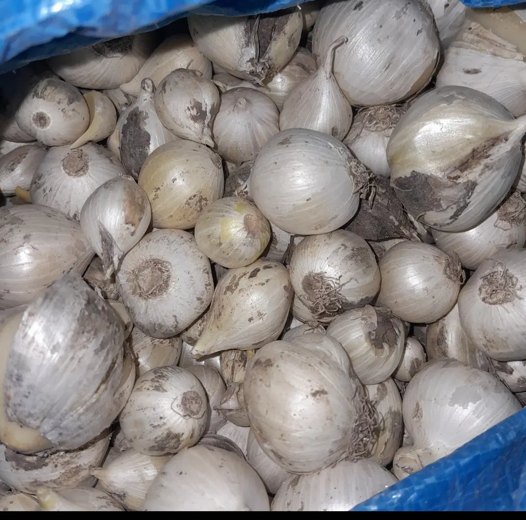 موسیر|خوردنی و آشامیدنی|دهدشت, |دیوار