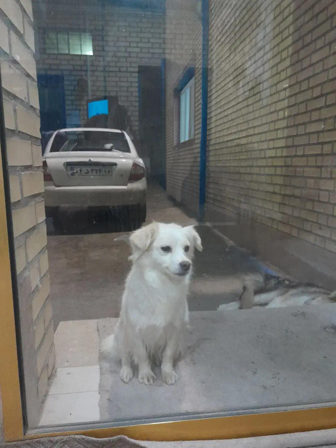 سگ خانگی|سگ|قم, دروازه چوبی|دیوار